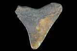 Juvenile Megalodon Tooth - Georgia #83605-1